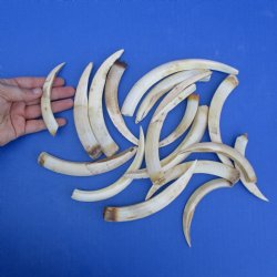 0.8 lb of Lower Warthog Tusks - $28