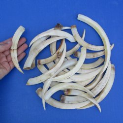 1 lb of Lower Warthog Tusks - $35