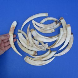 1 lb of Lower Warthog Tusks - $35