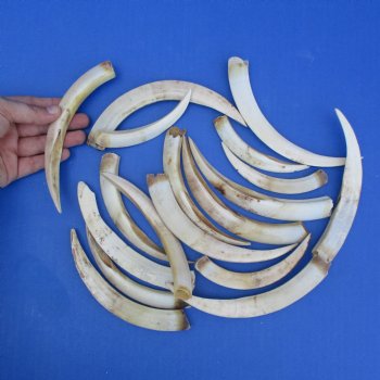 1 lb of Lower Warthog Tusks - $35