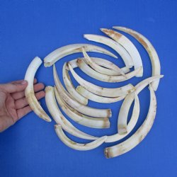 1 lb of Lower Warthog Tusks - $35