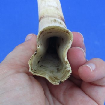 11" Ivory Tusk from African Warthog - $59