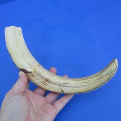 11-3/4" Ivory Tusk from African Warthog - $59