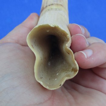 11-3/4" Ivory Tusk from African Warthog - $59