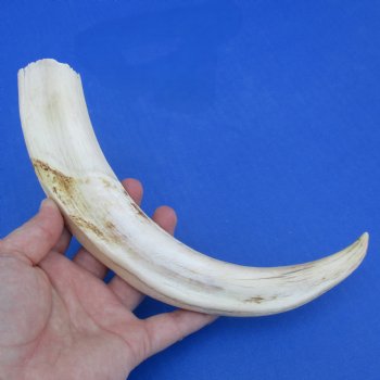 11" Ivory Tusk from African Warthog - $59