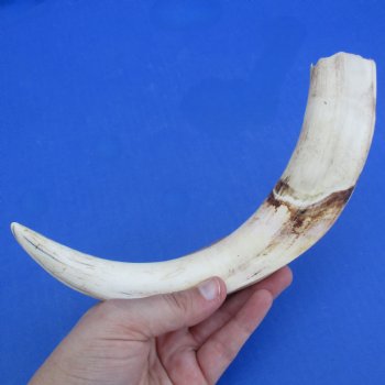 11" Ivory Tusk from African Warthog - $59