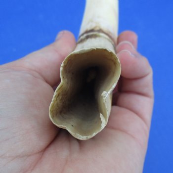 11" Ivory Tusk from African Warthog - $59