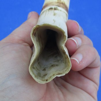 11-1/2" Ivory Tusk from African Warthog - $59