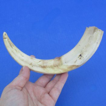 10" Ivory Tusk from African Warthog - $49