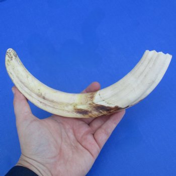 11" Ivory Tusk from African Warthog - $59