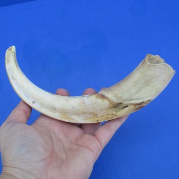 10" Ivory Tusk from African Warthog - $49