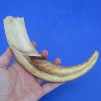 10" Ivory Tusk from African Warthog - $49