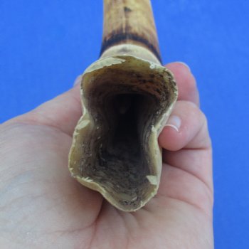 10" Ivory Tusk from African Warthog - $49