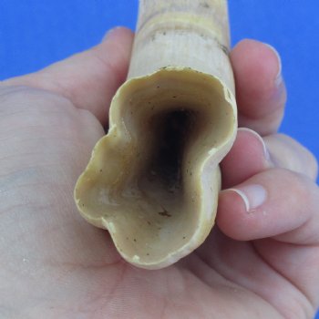 11-1/2" Ivory Tusk from African Warthog - $59