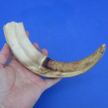 10" Ivory Tusk from African Warthog - $49