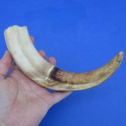 10" Ivory Tusk...