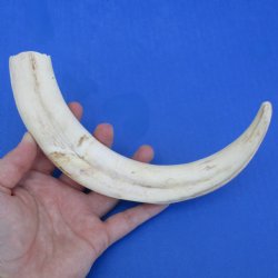 11" Ivory Tusk from African Warthog - $59