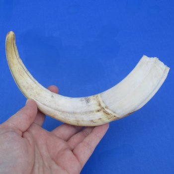 10" Ivory Tusk from African Warthog - $49