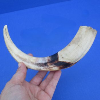 10" Ivory Tusk from African Warthog - $49