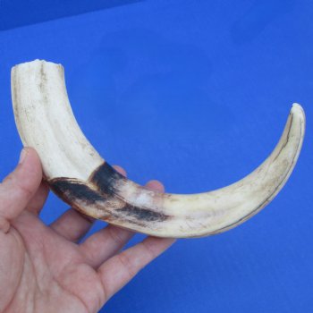 10" Ivory Tusk from African Warthog - $49