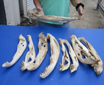 10 piece lot of Authentic Florida Alligator Jaw Bones - 16 to 21 inches - $25