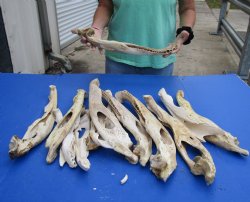 Buy this 14 piece lot of Florida alligator jaw bones - 11 to 20 inches - $25