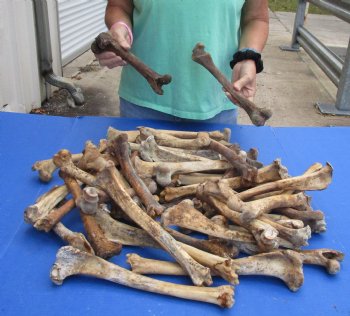 50 Piece Lot of Nature Cleaned Deer Leg Bones, 8" to 12" - For Sale for $25