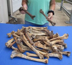 50 Piece Lot of Nature Cleaned Deer Leg Bones, 8" to 12" - For Sale for $25