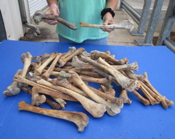 Buy these 50 Nature Cleaned Deer Leg Bones, 8" to 12" for $25