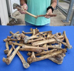 Available for Sale - 50 Nature Cleaned Deer Leg Bones, 8 to 12 inches for sale $25