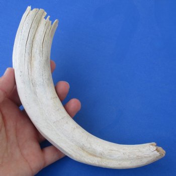 B-Grade 10" Ivory Tusk from African Warthog - $29