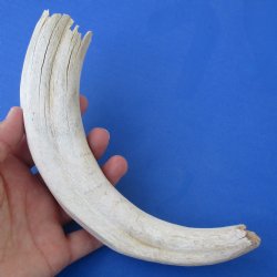 B-Grade 10" Ivory Tusk from African Warthog - $29