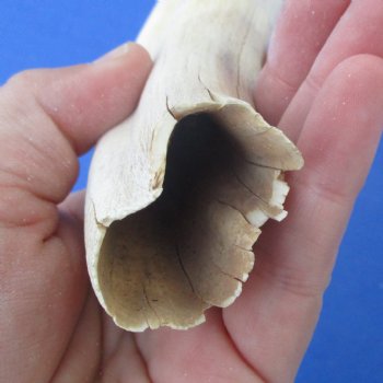 B-Grade 10" Ivory Tusk from African Warthog - $29