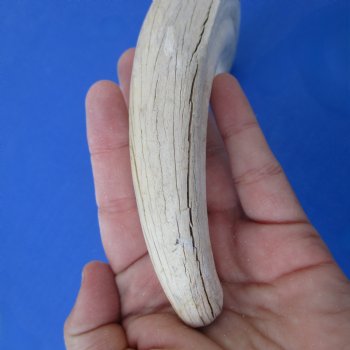 B-Grade 10" Ivory Tusk from African Warthog - $29