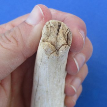 B-Grade 10" Ivory Tusk from African Warthog - $29