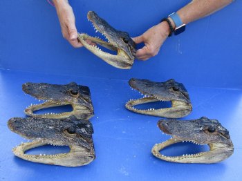 5 pc lot of 7 to 7-3/4 inch Alligator Heads for sale $53/lot