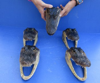 5 pc lot of 7 to 7-3/4 inch Alligator Heads for sale $53/lot