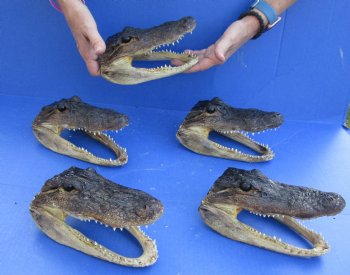 5 pc lot of 7 to 7-3/4 inch Alligator Heads for sale $53/lot