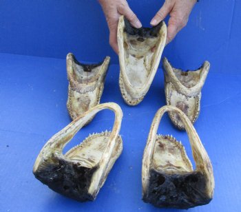 5 pc lot of 7 to 7-3/4 inch Alligator Heads for sale $53/lot