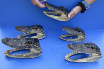 5 pc lot of 7 to 7-3/4 inch Alligator Heads for sale $53/lot