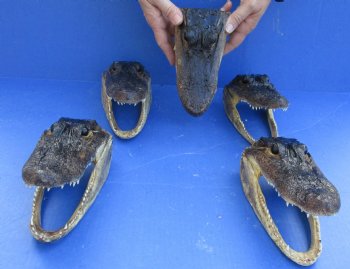 5 pc lot of 7 to 7-3/4 inch Alligator Heads for sale $53/lot