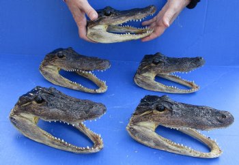 5 pc lot of 7 to 7-3/4 inch Alligator Heads for sale $53/lot