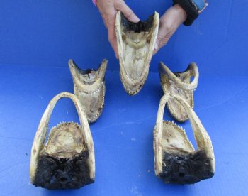 5 pc lot of 7 to 7-3/4 inch Alligator Heads for sale $53/lot