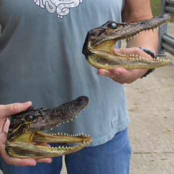 5" Alligator Heads, 2pc lot - $23