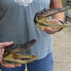 5" Alligator Heads, 2pc lot - $23