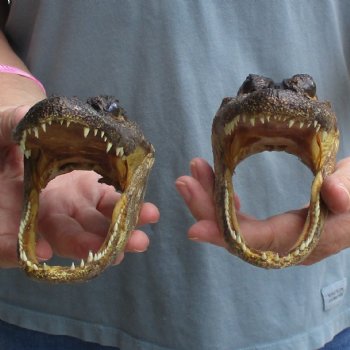 5" Alligator Heads, 2pc lot - $23