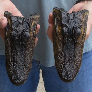 5" Alligator Heads, 2pc lot - $23