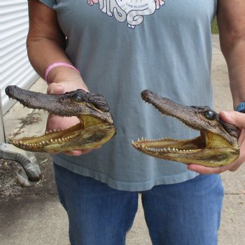 5" Alligator Heads, 2pc lot - $23