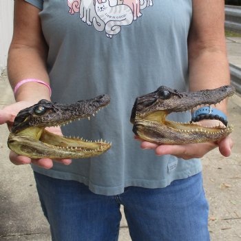 5" Alligator Heads, 2pc lot - $23