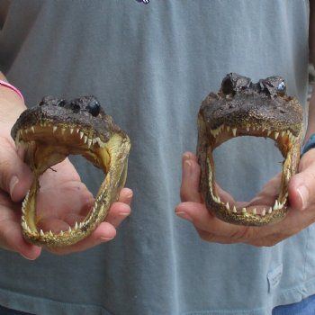 5" Alligator Heads, 2pc lot - $23